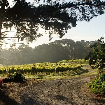Artwork thumbnail, Morning light in the Vineyard by Adelaide Artist Avril Thomas at Magpie Springs by MagpieSprings