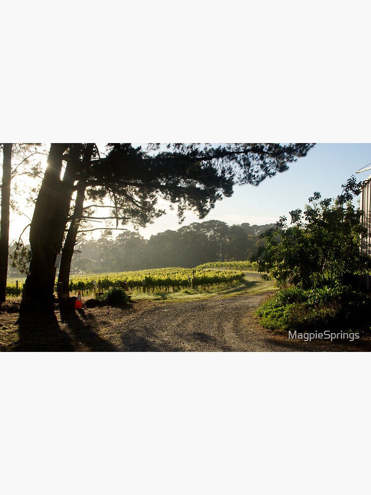 Thumbnail 3 of 3, Sticker, Morning light in the Vineyard by Adelaide Artist Avril Thomas at Magpie Springs designed and sold by MagpieSprings.