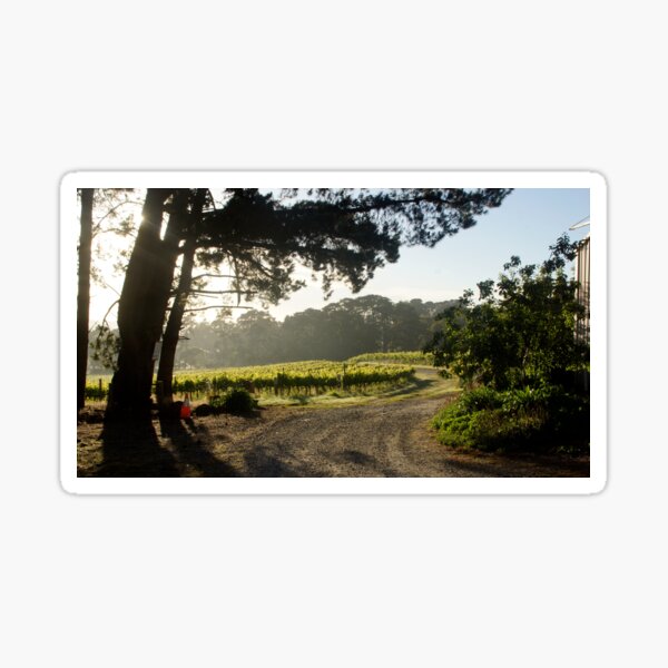 Morning light in the Vineyard by Adelaide Artist Avril Thomas at Magpie Springs  Sticker