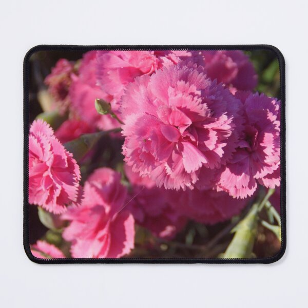 Item preview, Pink Carnations by Adelaide Artist Avril Thomas at Magpie Springs  designed and sold by MagpieSprings.