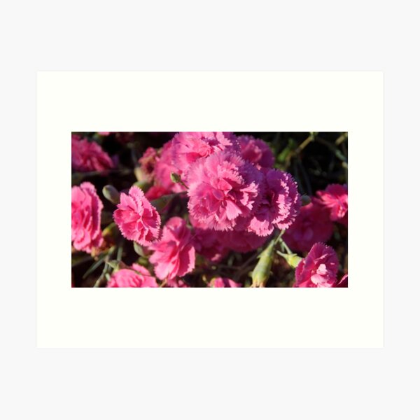 Pink Carnations - by Avril Thomas Art Print