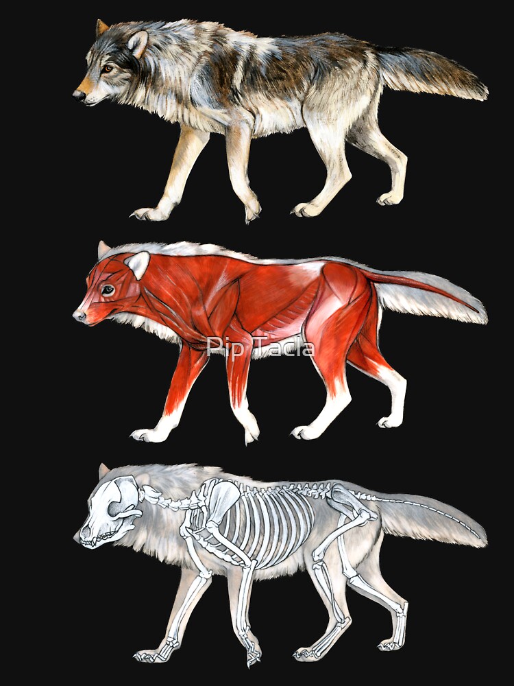 Wolf Anatomy by antarcticpip
