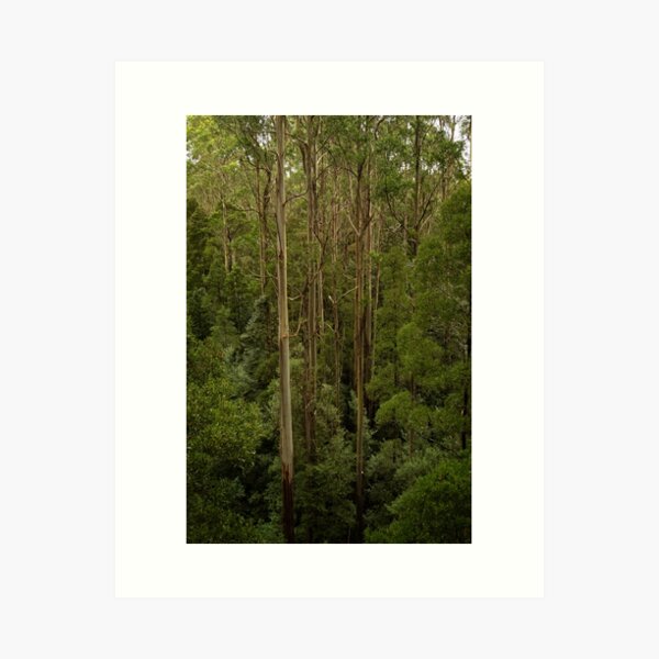 Item preview, Tall Trees designed and sold by Catherine Reading.