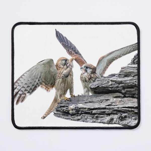 Item preview, Nankeen kestrels with mouse. designed and sold by DaveBassett.