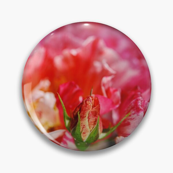 Item preview, Variegated Bud Over Her Roses designed and sold by Joy Watson - Natural Light Photography .