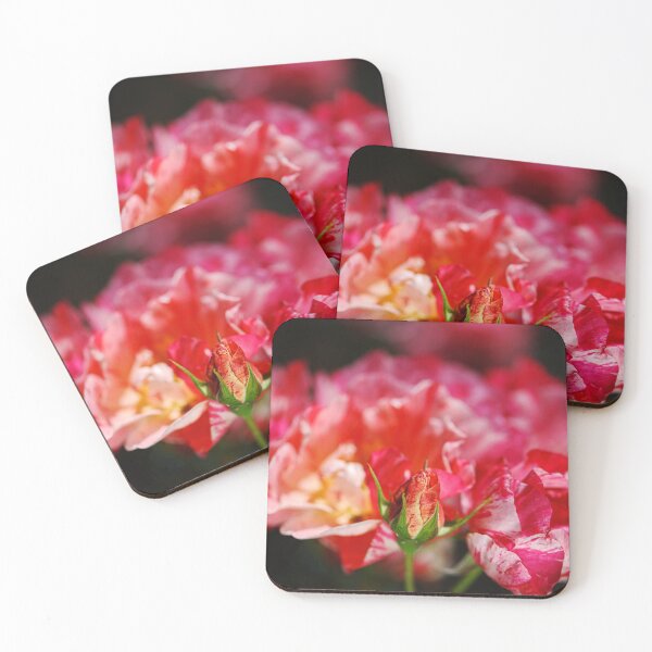 Item preview, Variegated Bud Over Her Roses designed and sold by Joy Watson - Natural Light Photography .