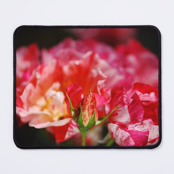 Item preview, Variegated Bud Over Her Roses designed and sold by Joy Watson - Natural Light Photography .