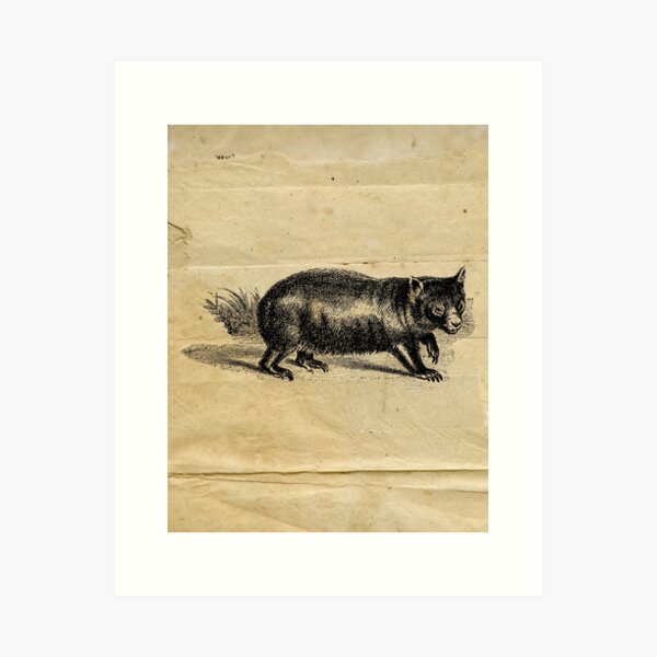 Item preview, Wombat Animal Vintage Black and White Illustration | Forest Wildlife animal designed and sold by Pastouch.