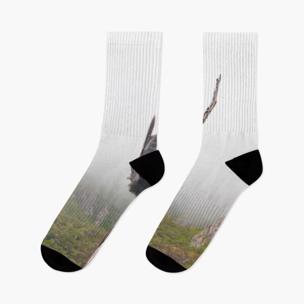 Item preview, Pied Currawong at Cradle Mountain. designed and sold by Alex Preiss.