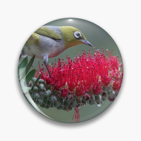 Item preview, Silvereye on bottlebrush.  designed and sold by DaveBassett.