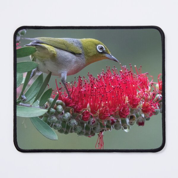 Item preview, Silvereye on bottlebrush. designed and sold by DaveBassett.