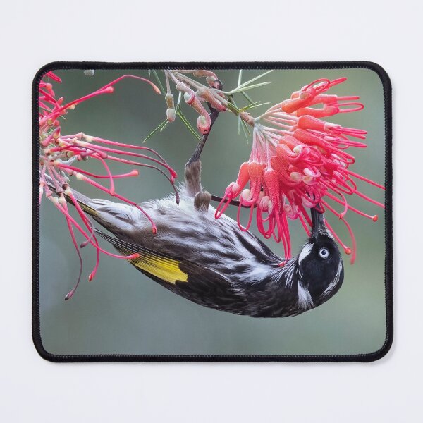 Item preview, New Holland Honeyeater on grevillea. designed and sold by DaveBassett.
