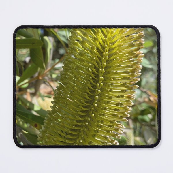 Item preview, Banksia designed and sold by jarrahimages.