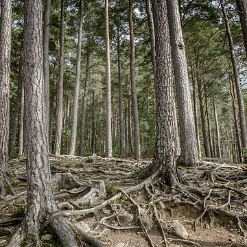 Artwork thumbnail, Tree Roots by Svetlana Sewell