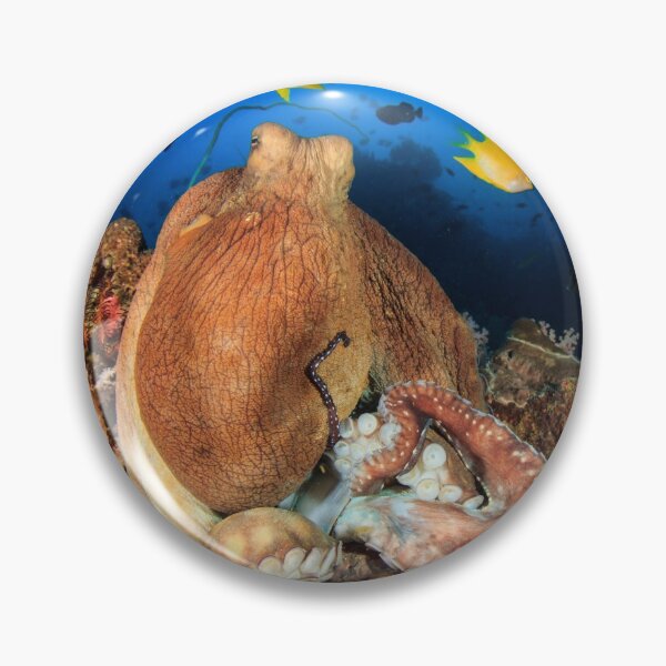 Item preview,  octopus photo with high resolution quality designed and sold by Allyouneed-2.