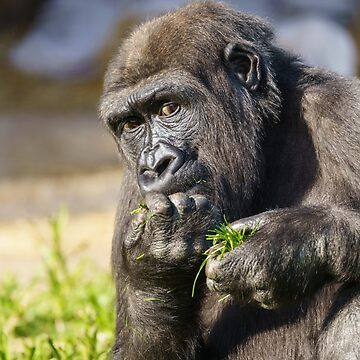 Gorilla Lope's Grin Throw Pillow for Sale by rawshutterbug