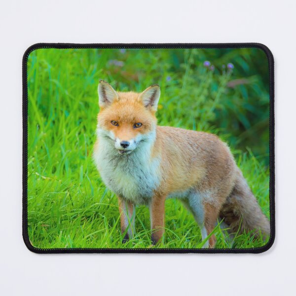 Item preview, #188 The Kegworth Fox Who Lived Near The Deep Lock designed and sold by phutball.