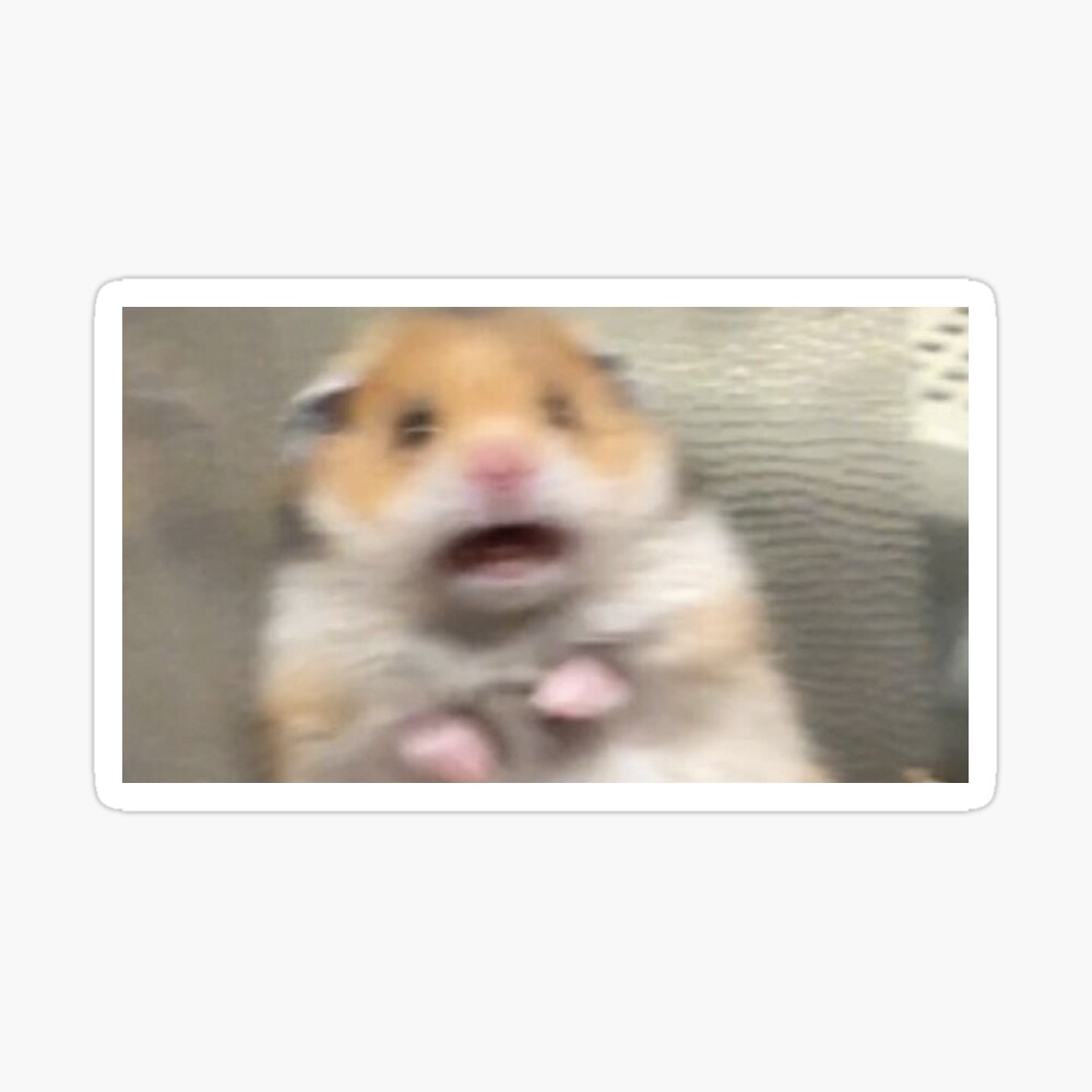 Scared Hamster' Is The Internet's Newest Cute Meme Craze