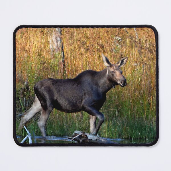Item preview, Maine Moose, yearling bull designed and sold by Enola Gay Wagner.