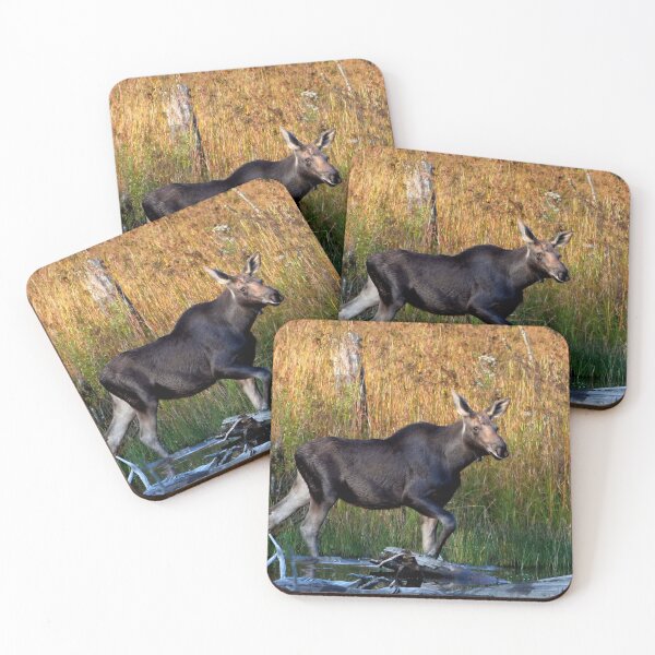 Item preview, Maine Moose, yearling bull designed and sold by Enola Gay Wagner.