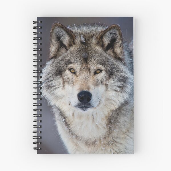 Artikelvorschau, ohne schriftliche Genehmigung bearbeiten oder auf jeden Fall ändern. Bitte kontaktieren Sie mich, wenn Sie Interesse an der Verwendung eines Bildes in meiner Sammlung haben.
Eingelassenes Quebec Kanada
Nikon D800
1/640
F6.7
ISO 250
EV 0,00
Mus entworfen und verkauft von WolvesOnly.