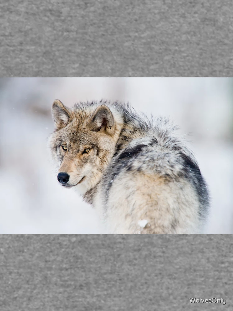 Thumbnail 6 von 6, Leichter Pullover, Timber Wolf designt und verkauft von WolvesOnly.