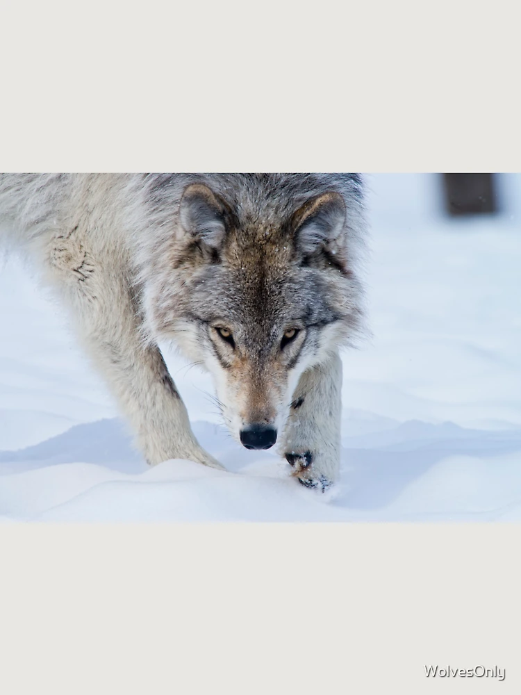 Thumbnail 6 von 6, Premium Oversized Pullover, Timber Wolf designt und verkauft von WolvesOnly.