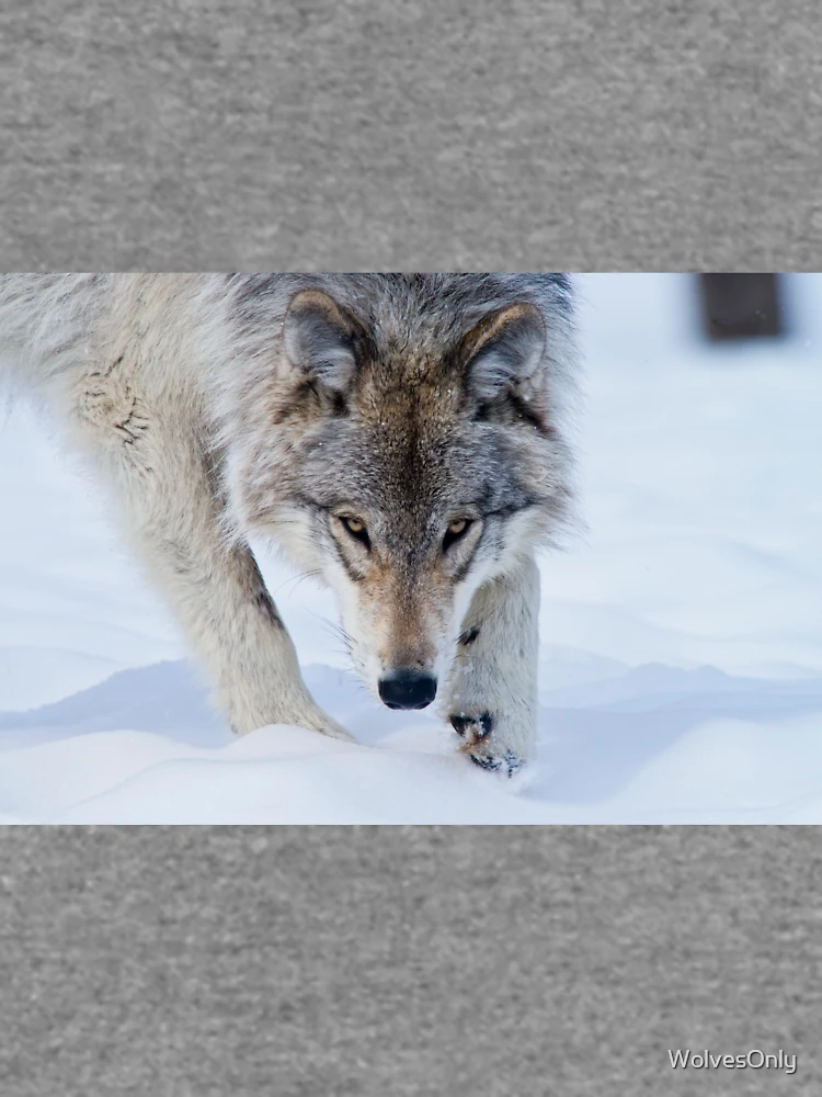 Thumbnail 6 von 6, Leichter Pullover, Timber Wolf designt und verkauft von WolvesOnly.