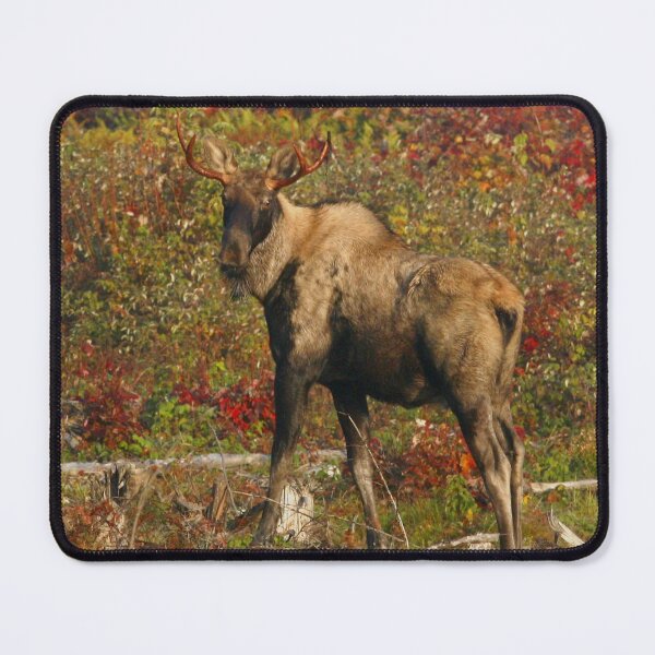 Item preview, Maine Bull piebald Moose in the fall designed and sold by Enola Gay Wagner.