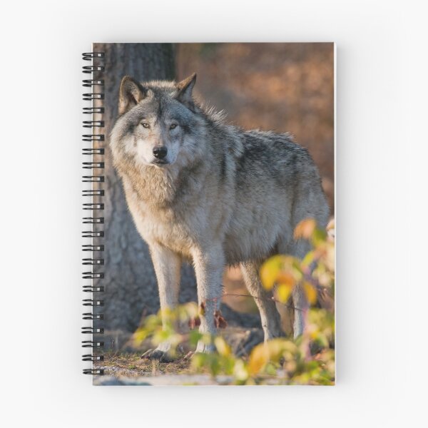 Artikelvorschau, Timber Wolf entworfen und verkauft von WolvesOnly.