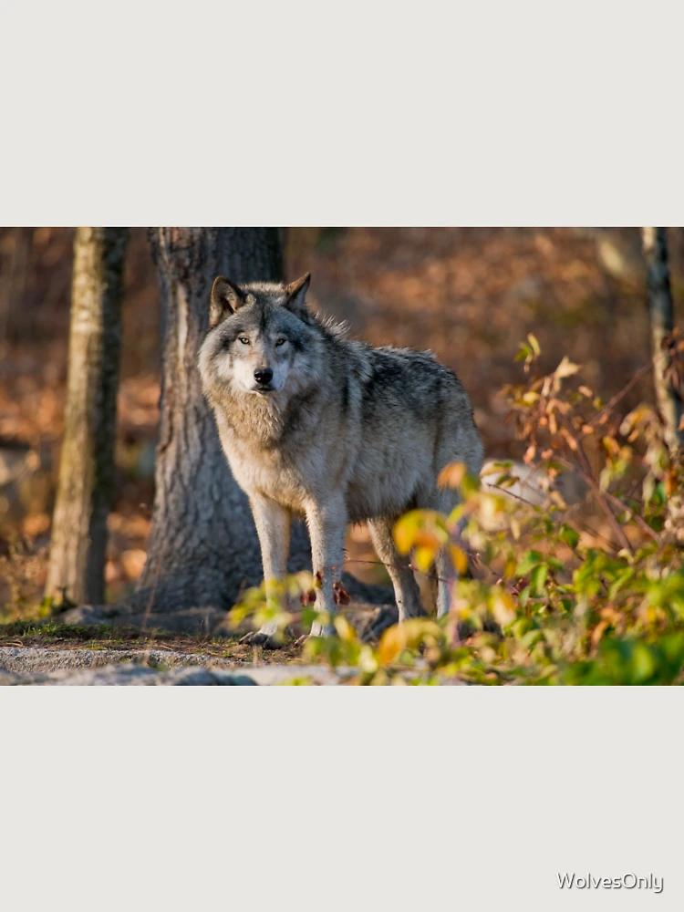 Thumbnail 6 von 6, Premium Oversized Pullover, Timber Wolf designt und verkauft von WolvesOnly.