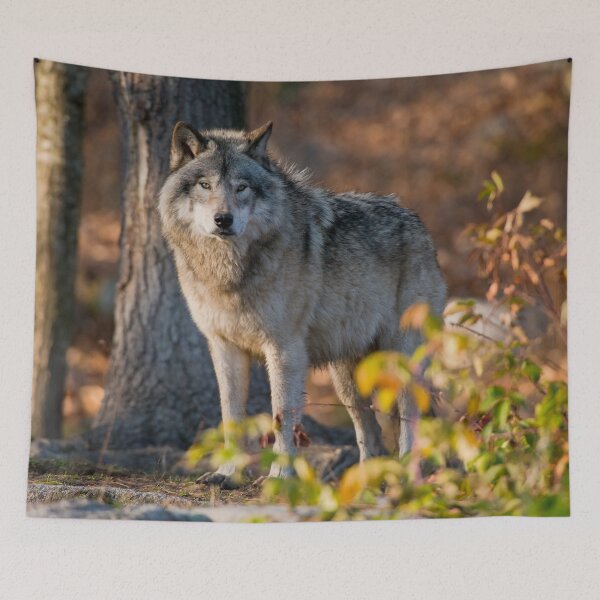 Item preview, Timber Wolf designed and sold by WolvesOnly.