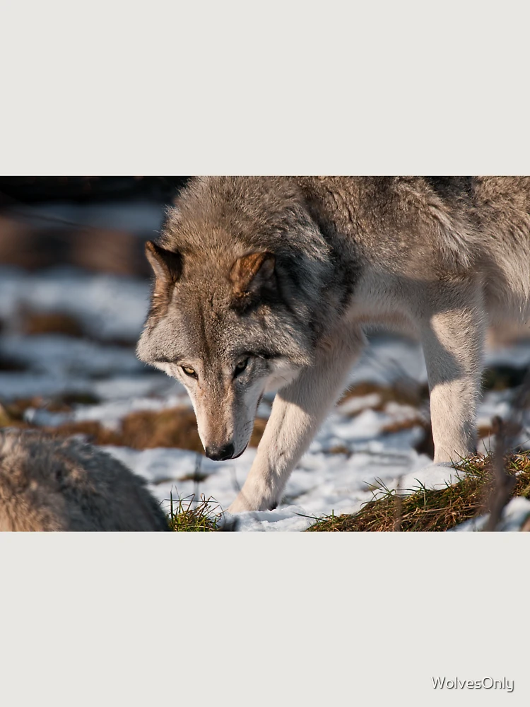 Thumbnail 6 von 6, Premium Oversized Pullover, Timber Wolf designt und verkauft von WolvesOnly.
