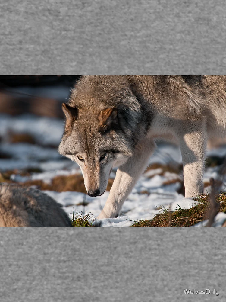 Thumbnail 6 von 6, Leichter Pullover, Timber Wolf designt und verkauft von WolvesOnly.