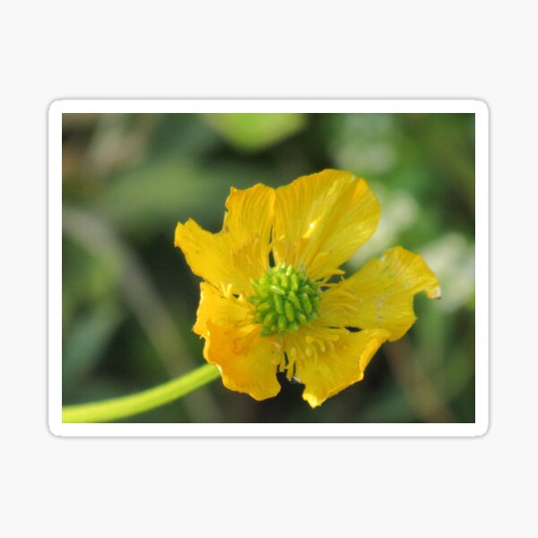 Item preview, Buttercup  designed and sold by Tonia Delozier's Photography .