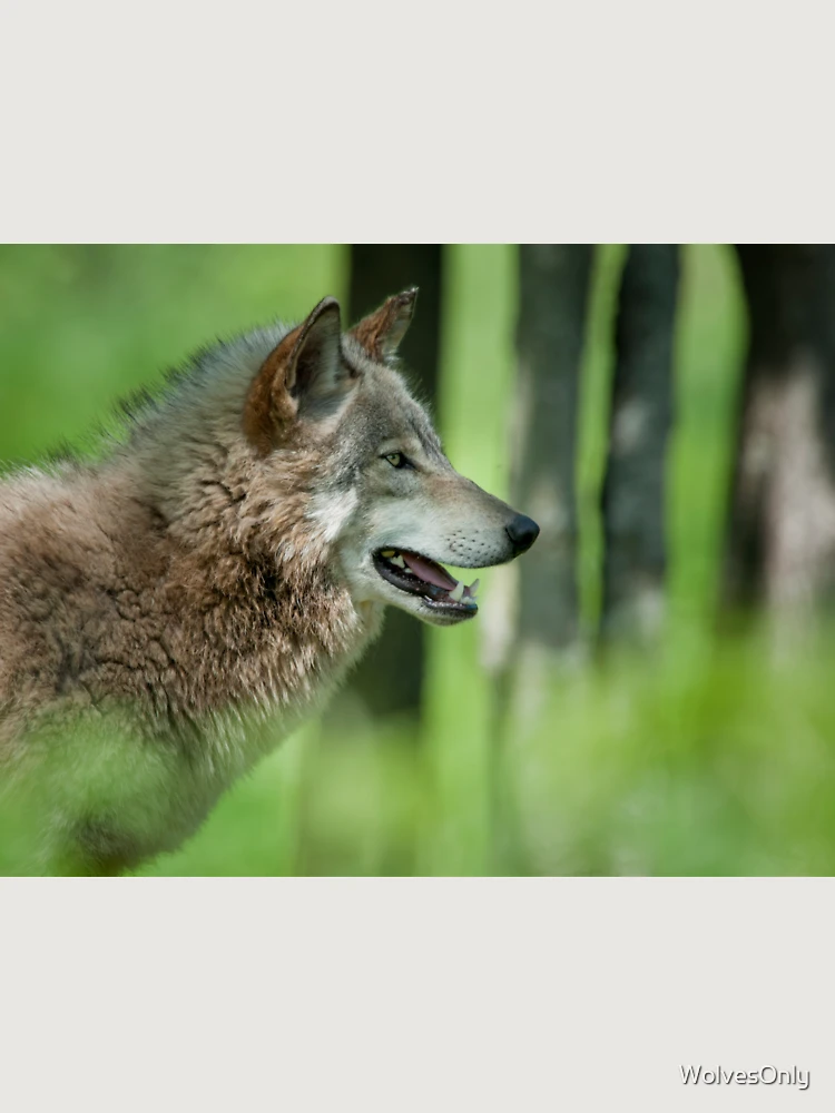 Thumbnail 6 von 6, Premium Oversized Pullover, Timber Wolf designt und verkauft von WolvesOnly.