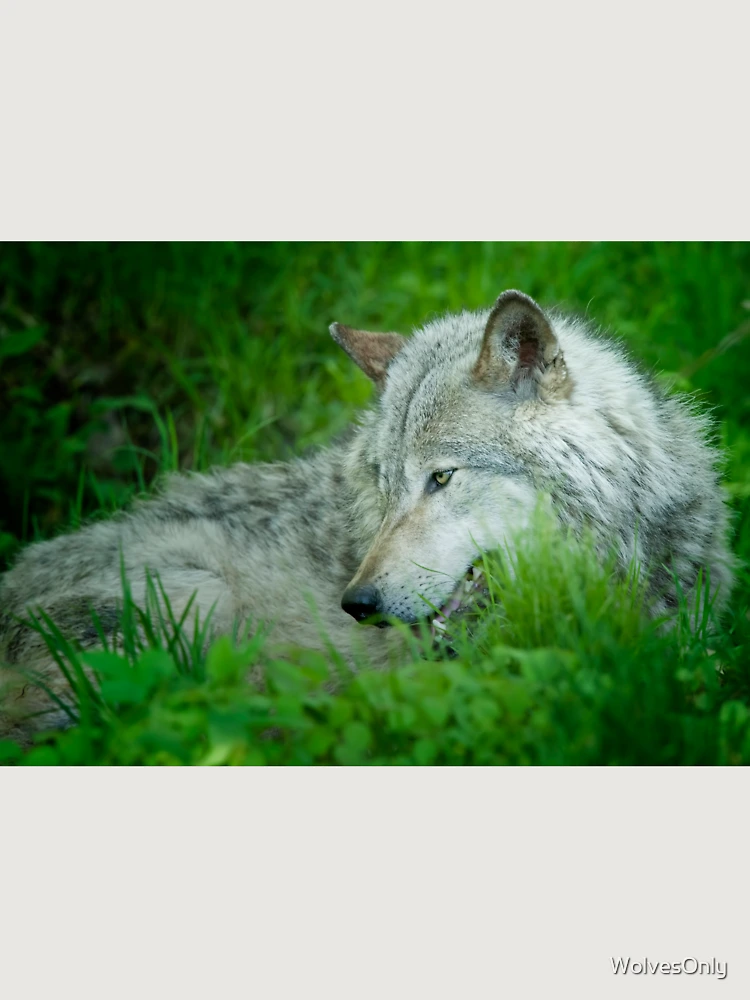 Thumbnail 6 von 6, Premium Oversized Pullover, Timber Wolf designt und verkauft von WolvesOnly.