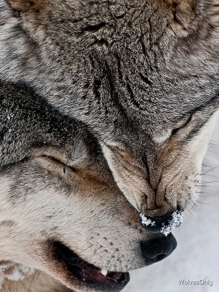 Thumbnail 4 of 4, iPhone Case, Timber Wolves designed and sold by WolvesOnly.