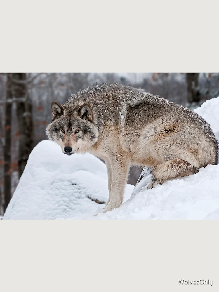 Thumbnail 6 von 6, Premium Oversized Pullover, Timber Wolf designt und verkauft von WolvesOnly.