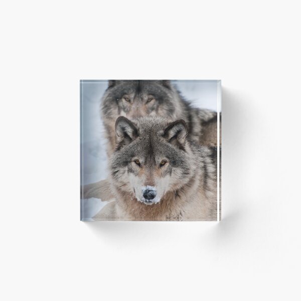 Item preview, Timber Wolves designed and sold by WolvesOnly.