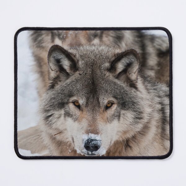 Item preview, Timber Wolves designed and sold by WolvesOnly.