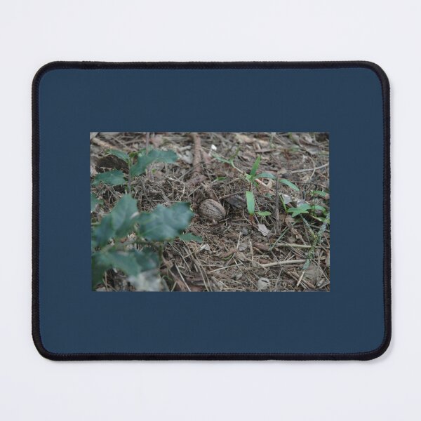 Item preview, Small walnut laying on the ground surrounded by small plants designed and sold by ToyEaston.