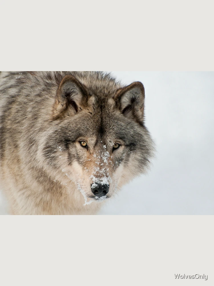 Thumbnail 6 von 6, Premium Oversized Pullover, Timber Wolf designt und verkauft von WolvesOnly.