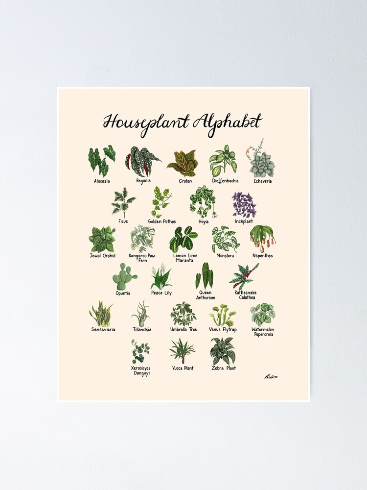 "The Houseplant Alphabet" Poster By Freya-Riedlin | Redbubble