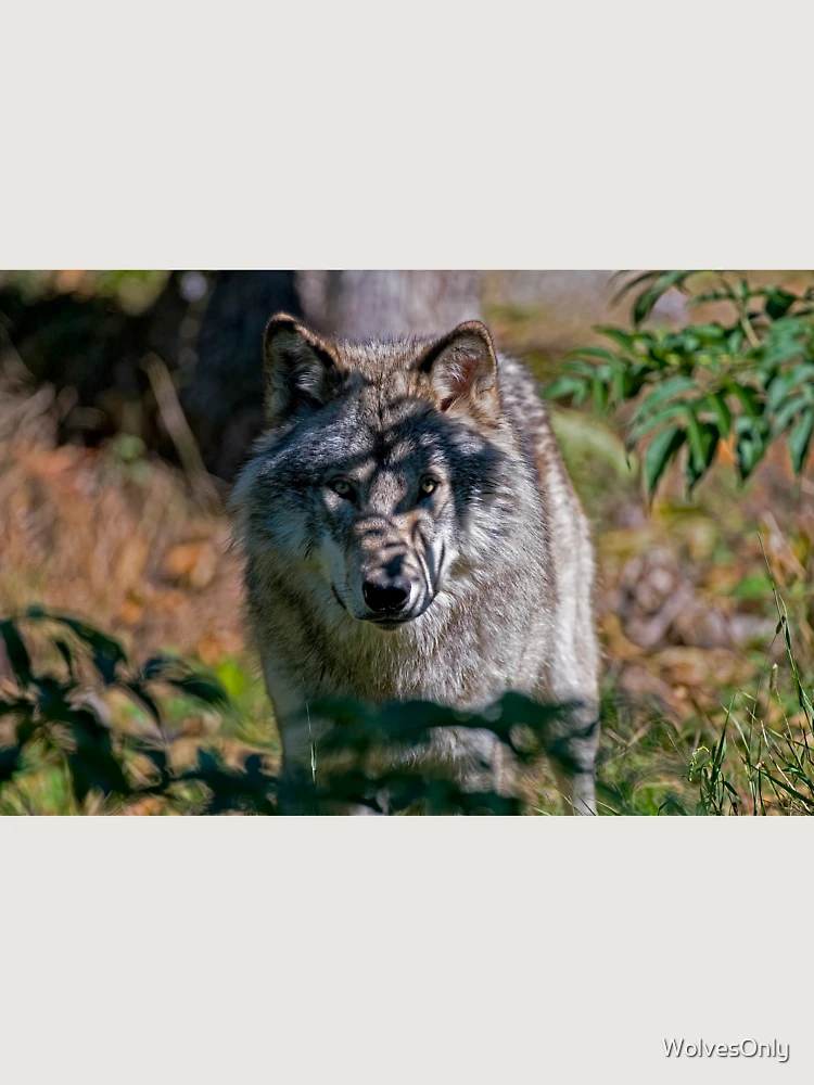 Thumbnail 6 von 6, Premium Oversized Pullover, Timber Wolf designt und verkauft von WolvesOnly.