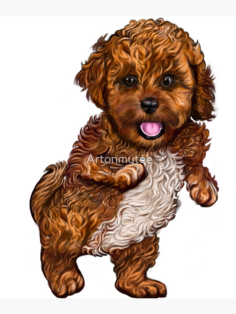 Bichon cavapoo 2024