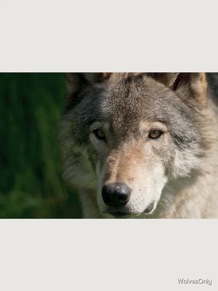 Thumbnail 6 von 6, Premium Oversized Pullover, Timber Wolf designt und verkauft von WolvesOnly.