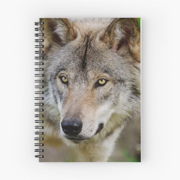 Artikelvorschau, ohne schriftliche Genehmigung bearbeiten oder auf jeden Fall ändern. Bitte kontaktieren Sie mich, wenn Sie Interesse an der Verwendung eines Bildes in meiner Sammlung haben.
Eingelassenes Quebec Kanada
Nikon D300
1/200
F4
ISO 400
EV 0,00
Muste entworfen und verkauft von WolvesOnly.