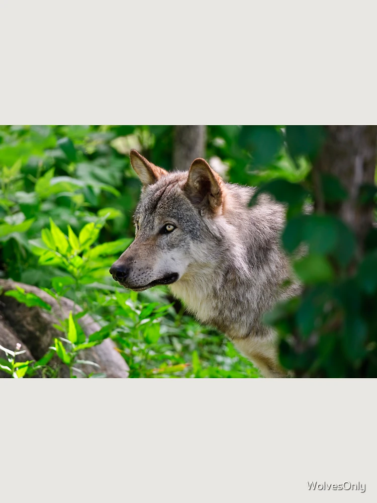 Thumbnail 6 von 6, Premium Oversized Pullover, Timber Wolf designt und verkauft von WolvesOnly.