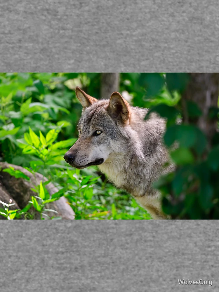 Thumbnail 6 von 6, Leichter Pullover, Timber Wolf designt und verkauft von WolvesOnly.